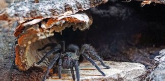 Spinnen faszinieren und beängstigen: peruanische Samtvogelspinne (Foto: Katharina Schneeberg)