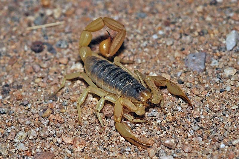 Skorpione ziehen seit jeher Menschen in ihren Bann: Großer Texas Skorpion (Foto: Markus Oulehla)