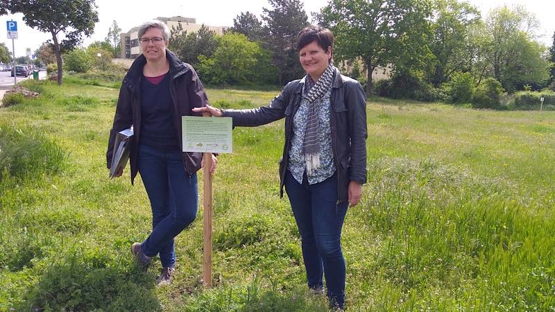 Auch auf dieser Fläche sollen demnächst viele Blumen blühen, damit die Artenvielfalt erhöht wird. Das wünschen sich Dezernentin Waltraud Blarr (re.) und Eva Lawrenz. (Foto: Stadtverwaltung Neustadt)