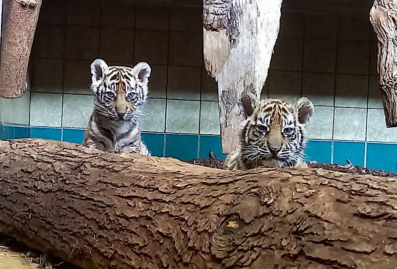 Die erste tierärztliche Untersuchung ist für die drei kleinen Tiger sehr aufregend. (Foto: Zoo Heidelberg)