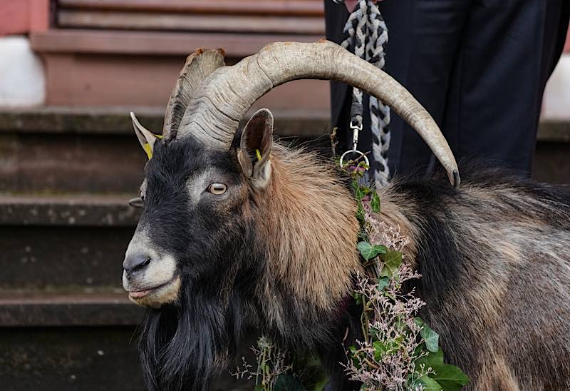 Tributbock Fritz Jüngstes Brautpaar Anton Carola Theimer (Foto: Holger Knecht)