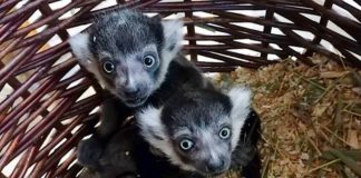 Zwei Gürtelvaris kamen Mitte April im Zoo Heidelberg zur Welt und entwickeln sich prächtig. (Foto: Zoo Heidelberg)