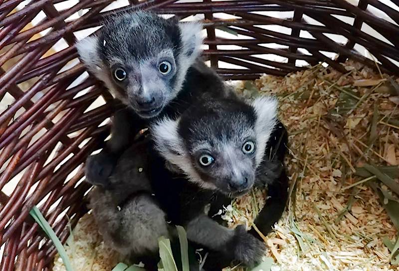 Zwei Gürtelvaris kamen Mitte April im Zoo Heidelberg zur Welt und entwickeln sich prächtig. (Foto: Zoo Heidelberg)