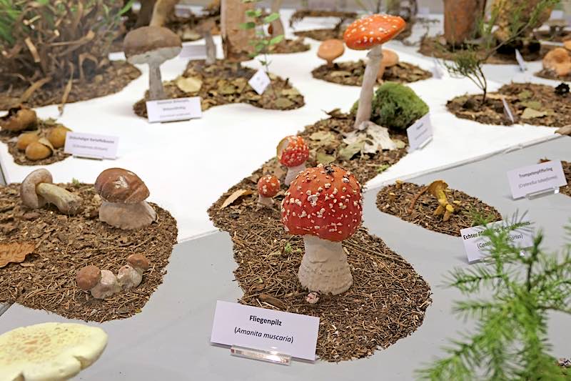 Impressionen aus der Sonderausstellung „Unterirdische Beziehungskisten“ (Foto: Pfalzmuseum für Naturkunde)