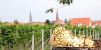 Krone der Edenkobener Weinprinzessin (Foto: Rathaus Edenkoben)