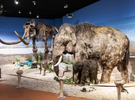 Blick in die Ausstellung "Eiszeit-Safari" (Quelle: rem, Foto: Rebecca Kind)