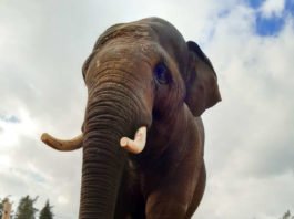 Der Asiatische Elefant Namsai wird im Mai in den Zoo Heidelberg einziehen (Foto: Zoo Kolmarden)