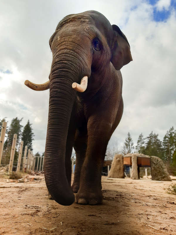 Der Asiatische Elefant Namsai wird im Mai in den Zoo Heidelberg einziehen (Foto: Zoo Kolmarden)