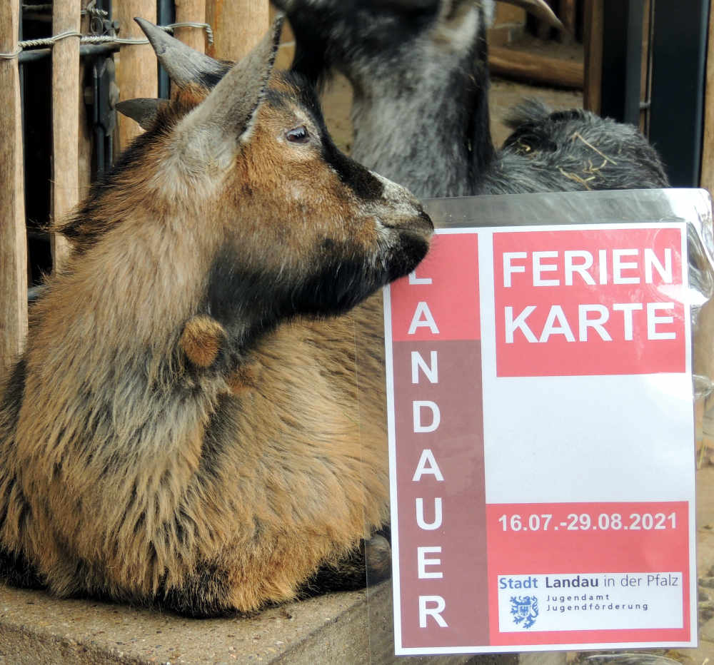 Mit dem Landauer Ferienpass kann auch der Zoo Landau besucht werden. (Quelle: Stadt Landau)