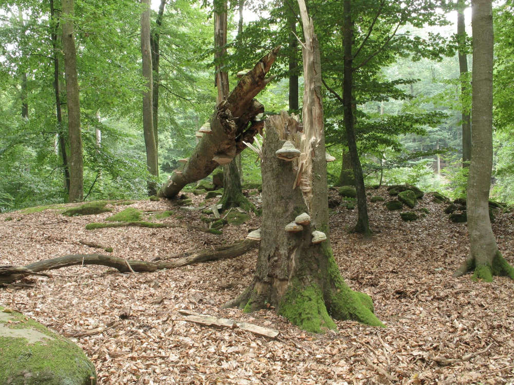 Hier darf die Natur Natur sein: Blick in die Kernzone Pfaffenberg (Foto: FAWF)