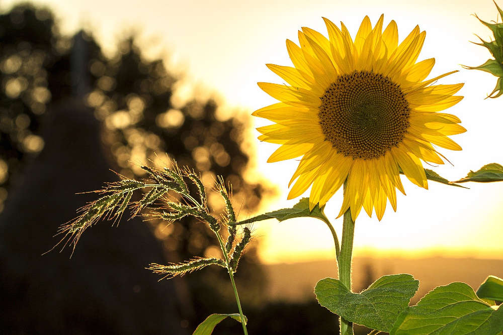 Symbolbild Natur Sonnenblume Umwelt (Foto: Pixabay/Mircea Ploscar)