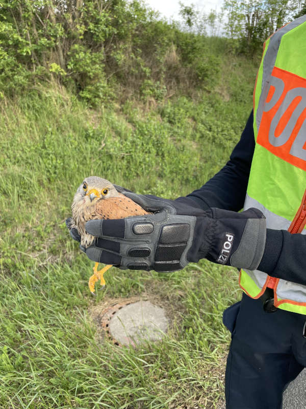 Geretteter Turmfalke (Foto: Polizei RLP)