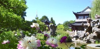 Derzeit Päonienblüte im Juni im Luisenpark (Foto: Stadtpark Mannheim gGmbH)