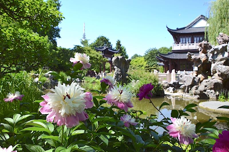 Derzeit Päonienblüte im Juni im Luisenpark (Foto: Stadtpark Mannheim gGmbH)