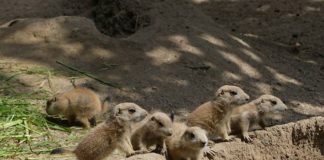 Im Jahr 2017 gab es sogar neunfachen Nachwuchs. (Archivfoto: Petra Medan/Zoo Heidelberg)