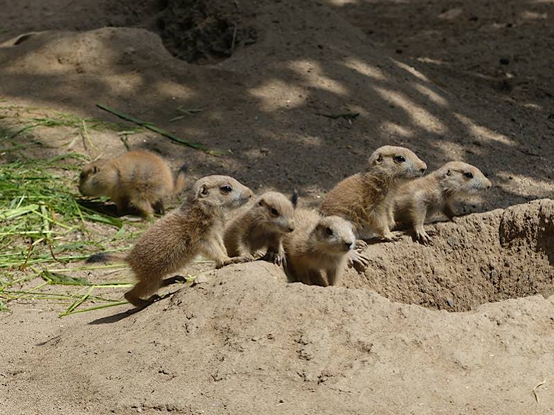 Im Jahr 2017 gab es sogar neunfachen Nachwuchs. (Archivfoto: Petra Medan/Zoo Heidelberg)