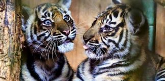 Bei einem Abstecher ins Raubtierhaus können Zoobesucher die jungen Tiger beobachten. (Foto: Peter Bastian/Zoo Heidelberg)