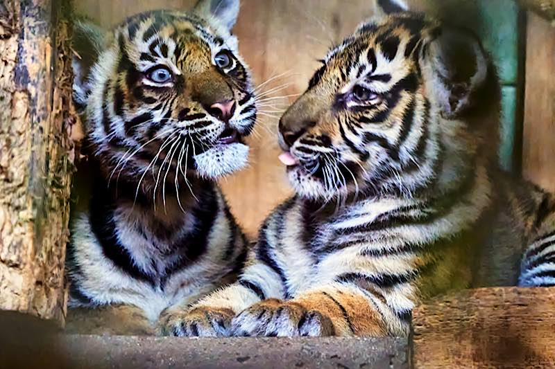 Bei einem Abstecher ins Raubtierhaus können Zoobesucher die jungen Tiger beobachten. (Foto: Peter Bastian/Zoo Heidelberg)