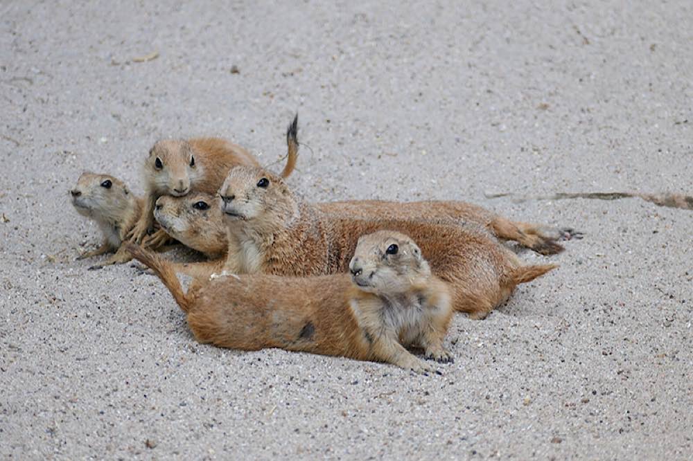 Gemeinsames Faulenzen: Die Kleinen lernen von den Großen. (Archivfoto: Heidrun Knigge/Zoo Heidelberg)