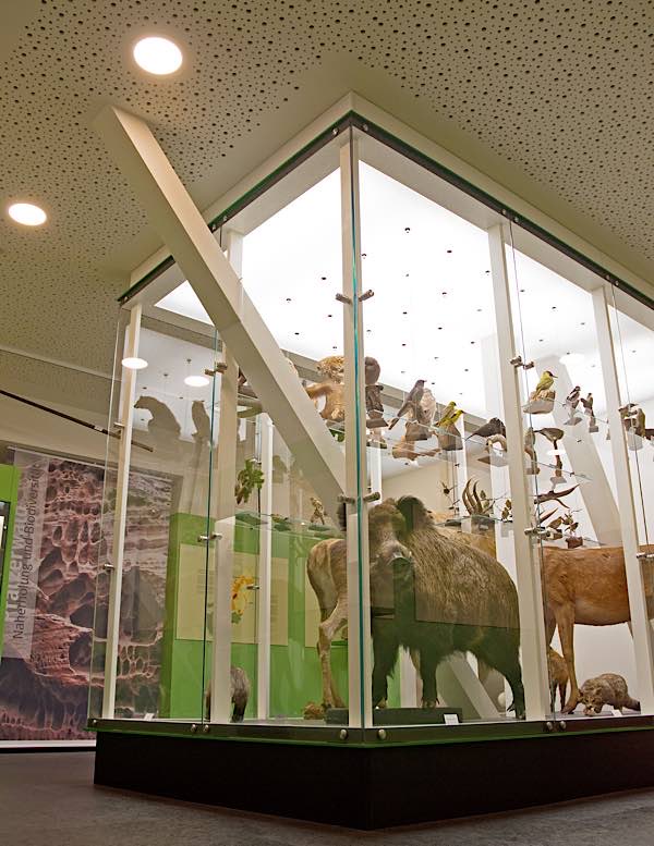 Neu gestaltete Dauerausstellung: Pfälzerwald-Großvitrine (Foto: Pfalzmuseum für Naturkunde)