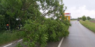 Der umgestürzte Baum wurde beseitigt (Foto: Feuerwehr Haßloch)
