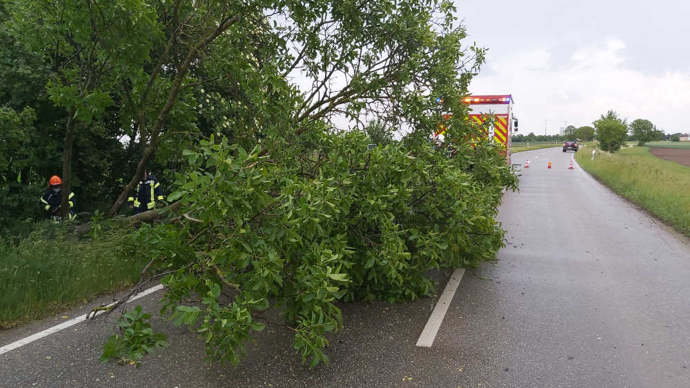 Der umgestürzte Baum wurde beseitigt (Foto: Feuerwehr Haßloch)