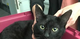 Wer kennt die Katze? (Foto: Feuerwehr Neustadt)