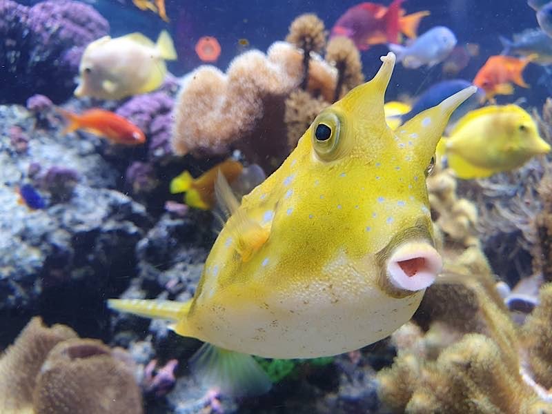 Tropisches Korallenriff (Foto: SeaLife Speyer)