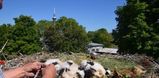 Beringung der Störche (Foto: Stadtpark Mannheim)