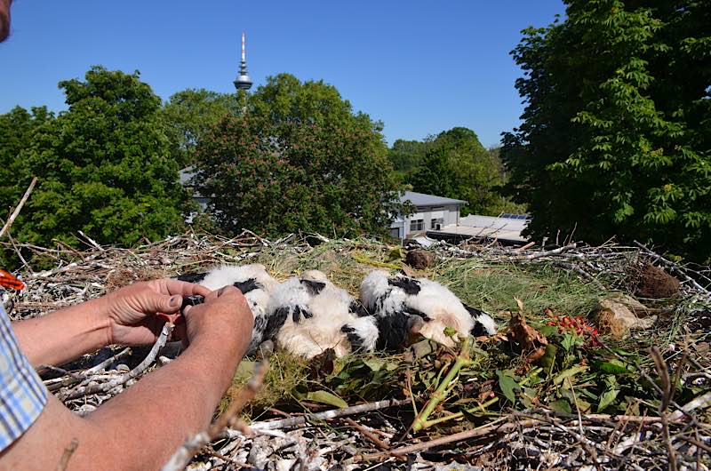 Beringung der Störche (Foto: Stadtpark Mannheim)