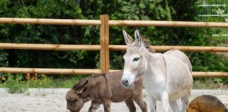 Auch der jüngste Esel-Nachwuchs im Zoo Heidelberg ist in den Bauernhof umgezogen. (Foto: Heidrun Knigge/Zoo Heidelberg)
