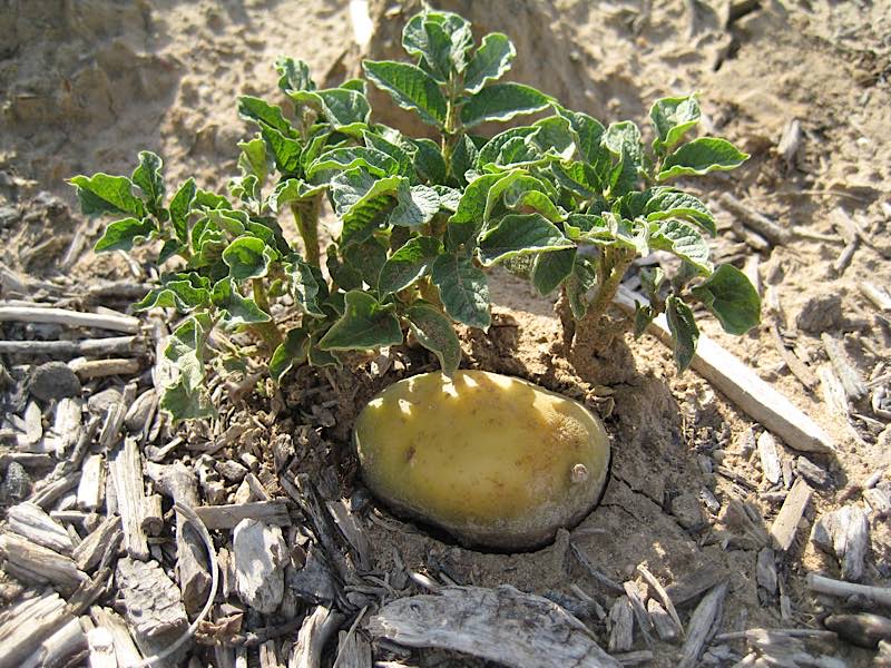 Kartoffeln im Sommerferienprogramm (Foto: Pfalzmuseum für Naturkunde)