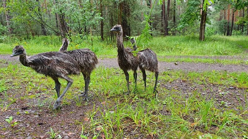 Die vier Emus (Foto: Polizei RLP)