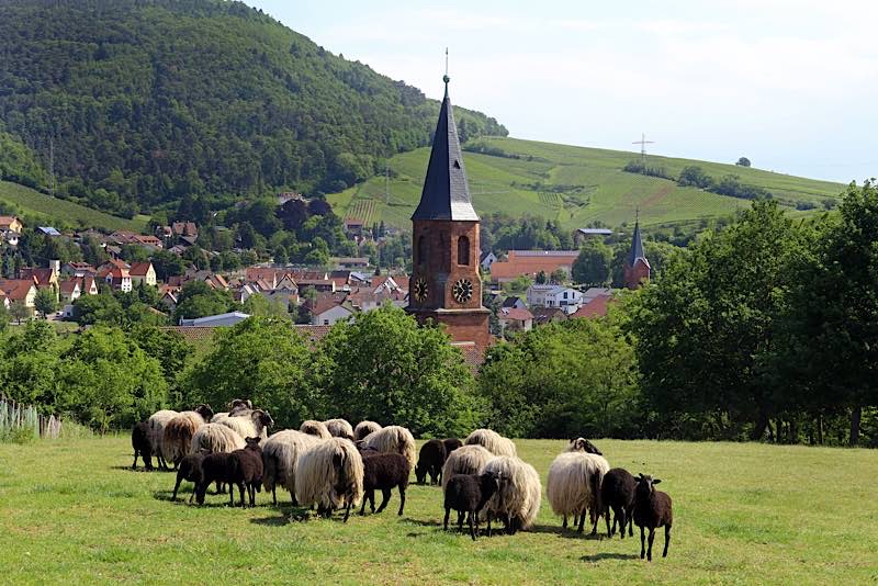 Beweidung trägt zur Erhaltung der Artenvielfalt und der abwechslungsreichen Kulturlandschaft im Pfälzerwald bei und wird durch das „Hirtenwege“-Projekt gefördert, hier Schafe bei Albersweiler (Foto: Biosphärenreservat/Norman Krauß)