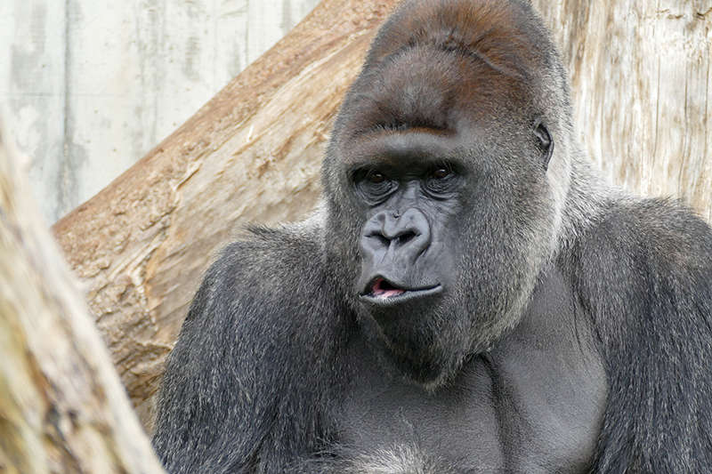 Für die Heidelberger Gorilla-Gruppe um Silberrücken Bobo soll eine neue Außenanlage gebaut werden. (Foto: Heidrun Knigge/Zoo Heidelberg)