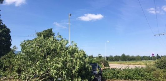 Der „geköpfte“ Baum (Foto: Polizei RLP)