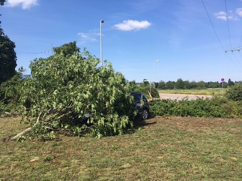 Der „geköpfte“ Baum (Foto: Polizei RLP)