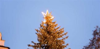 Der Baum aus dem vergangenen Jahr (Foto: Stadtverwaltung Frankenthal)