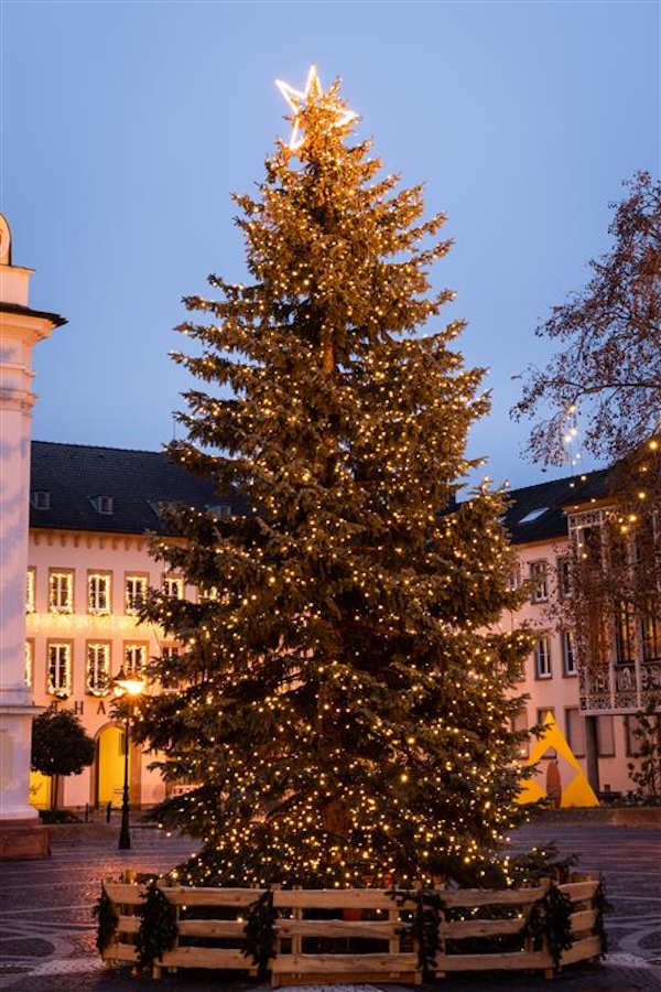 Der Baum aus dem vergangenen Jahr (Foto: Stadtverwaltung Frankenthal)