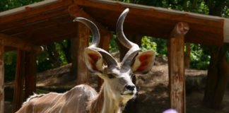 Mit der 3G-Regel in den Zoo: Ab sofort müssen Besucher im Zoo Heidelberg am Einlass entweder einen Impf-, Genesene oder Testnachweis vorzeigen. (Foto: Petra Medan/Zoo Heidelberg)