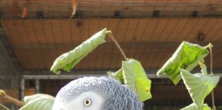 Ist im Zoo Landau gut aufgehoben, möchte aber trotzdem gerne nach Hause zurück: Der entflogene Graupapagei. (Quelle: Stadt Landau)