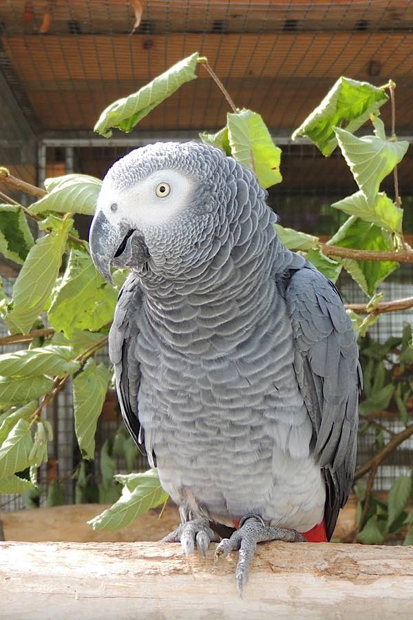 Ist im Zoo Landau gut aufgehoben, möchte aber trotzdem gerne nach Hause zurück: Der entflogene Graupapagei. (Quelle: Stadt Landau)