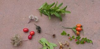 Herbstfrüchte (Foto: Pfalzmuseum für Naturkunde)