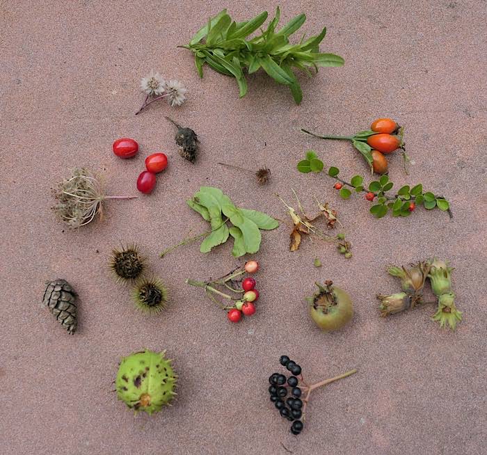 Herbstfrüchte (Foto: Pfalzmuseum für Naturkunde)