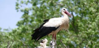 Weißstorch mit Nachwuchs im Zoo Heidelberg (Foto: Petra Medan/Zoo Heidelberg)