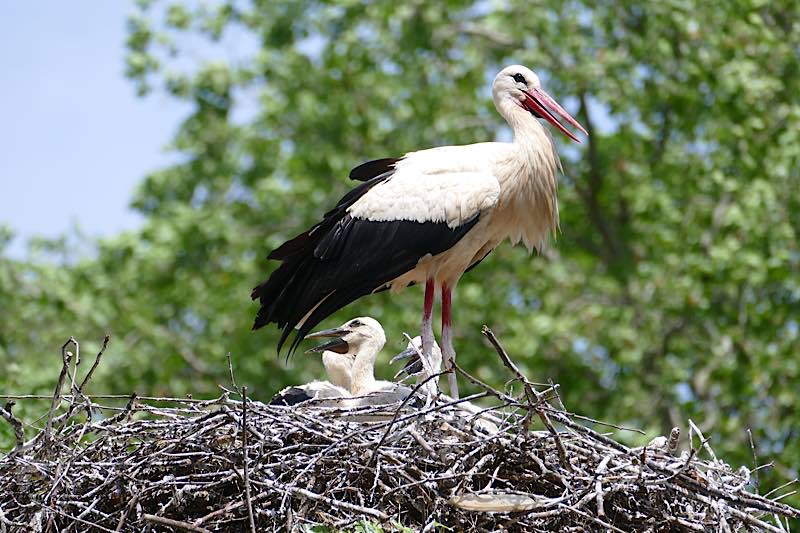 Weißstorch mit Nachwuchs im Zoo Heidelberg (Foto: Petra Medan/Zoo Heidelberg)