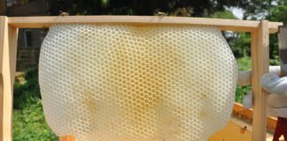 Von Bienen gebaute Wabe (Foto: Pfalzmuseum für Naturkunde)