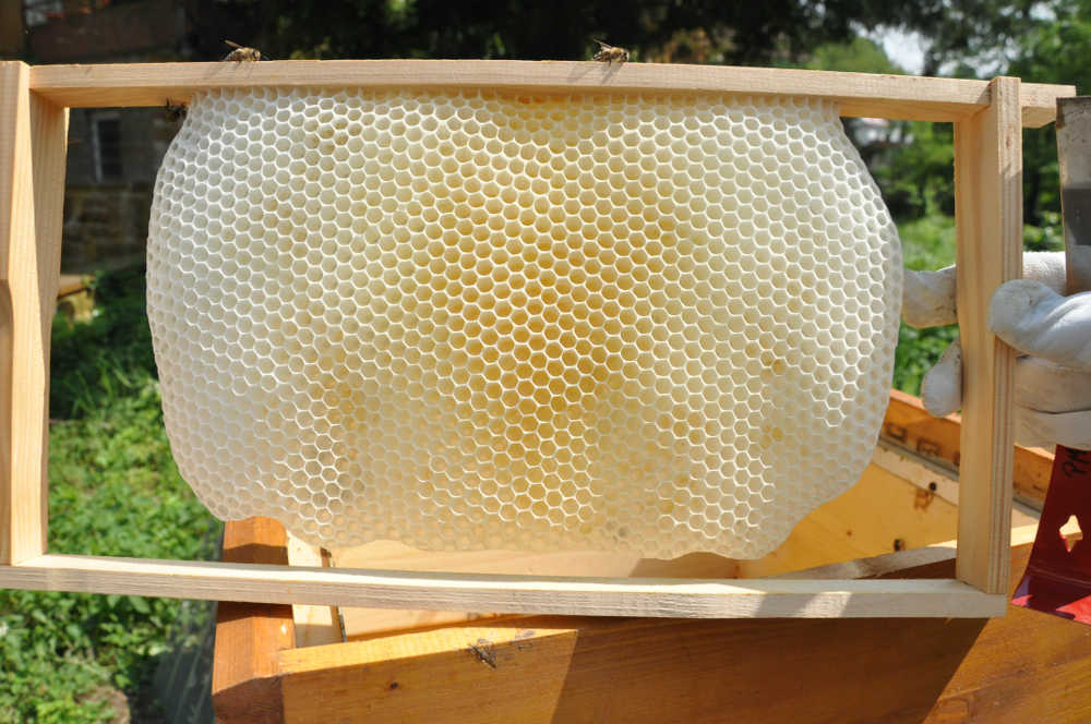 Von Bienen gebaute Wabe (Foto: Pfalzmuseum für Naturkunde)