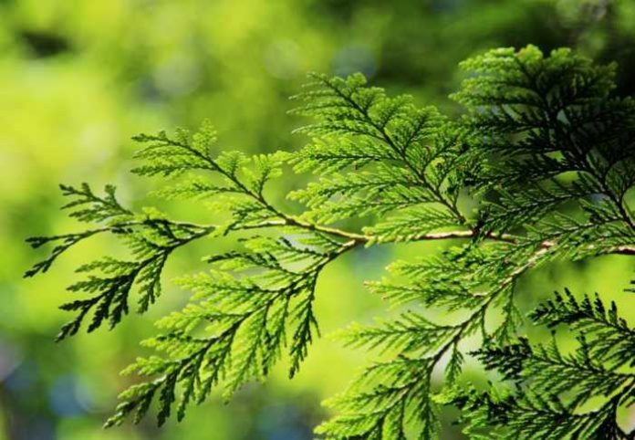 Symbolbild Lebensbaum, Thuja © Kranich17 on Pixabay