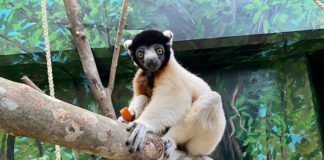 Kronensifaka Jao ist Ende September im Zoo Heidelberg eingezogen. (Foto: Zoo Heidelberg)